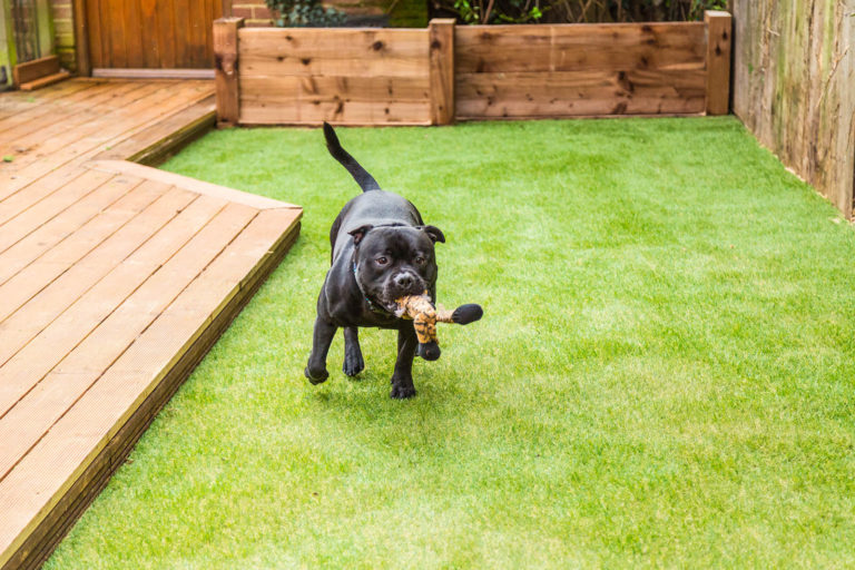 Dog enjoying new artificial turf install